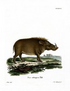 Desert Warthog (värillinen kaiverrus) tekijältä German School