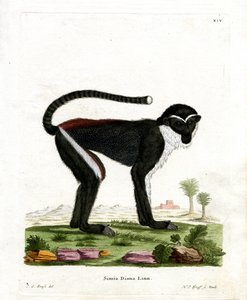 Diana Monkey (värillinen kaiverrus) tekijältä German School
