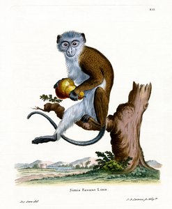 Diana Monkey (värillinen kaiverrus) tekijältä German School