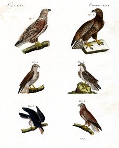 Erilaisia raptorit tekijältä German School