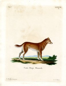 Dingo (värillinen kaiverrus) tekijältä German School