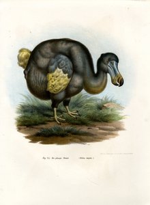 Dodo, 1864 tekijältä German School