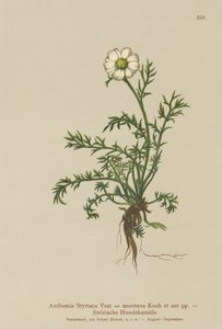 Koira-fenkoli (Anthemis Styriaca, Anthemis montana) tekijältä German School