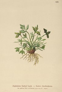 Dolomiittiperna (Asplenium Seelosii) tekijältä German School