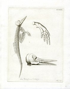 Dolphin Skeleton (värillinen kaiverrus) tekijältä German School