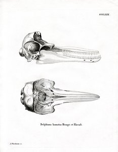 Dolphin Skull (värillinen kaiverrus) tekijältä German School