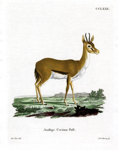 Dorcas Gazelle (värillinen kaiverrus) tekijältä German School