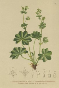 Downy Ladys Mantle (Alchemilla pubescens, Alchemilla glaucescens, ) tekijältä German School