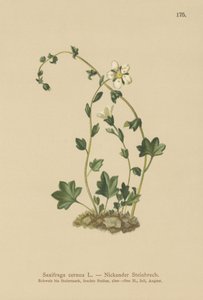 Roikkuva saksifrage (Saxifraga cernua) (väri litho) tekijältä German School