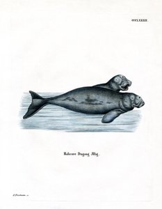 Dugong (värillinen kaiverrus) tekijältä German School