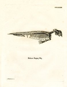 Dugong Skeleton (värillinen kaiverrus) tekijältä German School