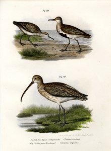 Dunlin, 1864 tekijältä German School