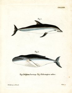 Dusky Dolphin (värillinen kaiverrus) tekijältä German School
