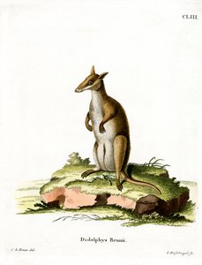 Dusky Wallaby (värillinen kaiverrus) tekijältä German School