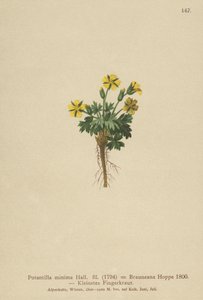 Dwarf Cinquefoil (Potentilla minima, Potentilla Brauneana, Potentilla dubia) tekijältä German School