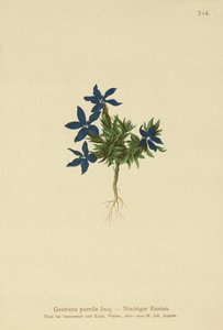 Kääpiö Gentian (Gentiana pumila) tekijältä German School