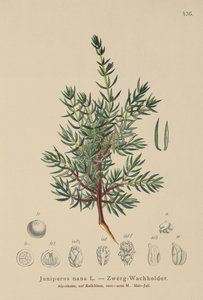 Kääpiökataja (Juniperus nana, Juniperus communis subsp. nana, Juniperus communis var. saxatilis) tekijältä German School