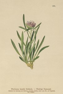 Dwarf Rampion (Phyteuma humile) tekijältä German School