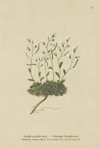 Dwarf Rockcress (Arabis pumila) tekijältä German School