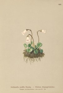 Kääpiölumikello (Soldanella pusilla, Soldanella alpicola) tekijältä German School