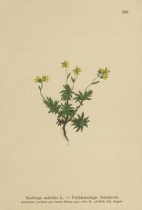 Saksifrage (Saxifraga sedoides) tekijältä German School