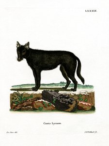 Eastern Timber Wolf (värillinen kaiverrus) tekijältä German School