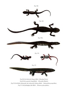 Edough Peninsula Ribbed Newt (väri litho) tekijältä German School