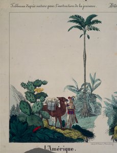 Koulutusjuliste Etelä-Amerikan kasvistosta ja eläimistöstä, vasemmalla puolella, julkaisija F. Wentzel, Weissenburg, 1840 (katso myös 379942)