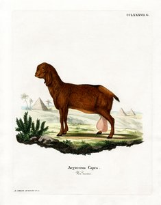 Egyptin vuohi (värillinen kaiverrus) tekijältä German School