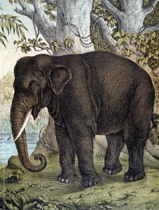 Elephant - julkaisussa "Nisäkkäiden luonnonhistoria", toim. Schreiber, München tekijältä German School