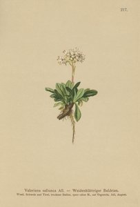 Kokolehtinen Valerian tekijältä German School