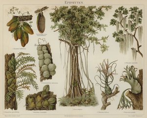 Epifyytit (väri litho) tekijältä German School