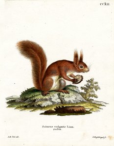 Euraasian punainen orava tekijältä German School