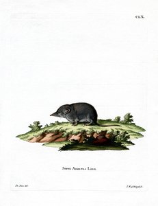 Eurasian Shrrew (värillinen kaiverrus) tekijältä German School