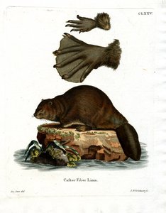 European Beaver (värillinen kaiverrus) tekijältä German School