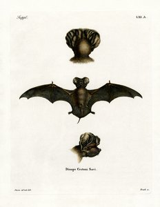 European Free-tailed Bat (värillinen kaiverrus) tekijältä German School
