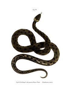 European Grass Snake (väri litho) tekijältä German School