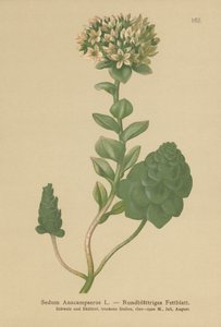 Evergreen Orpine (Sedum Anacampseros, Hylotelephium anacamseros) tekijältä German School