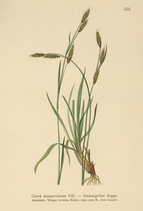 Ikivihreä sara (Carex sempervirens) tekijältä German School