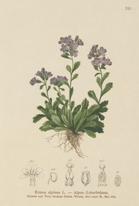 Keiju kettukäsine (Erinus alpinus) tekijältä German School