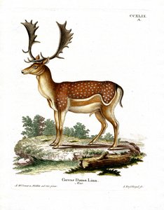 kuusihirvi (värillinen kaiverrus) tekijältä German School