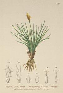 Väärä sara (Kobresia simpliciuscula, Kobresia caricina) tekijältä German School