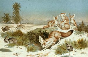 Fennec Fox, levy "Brehms Tierleben: Allgemeine Kunde des Tierreichs", vol.2, s.202, julkaisija Bibliographisches Institut tekijältä German School