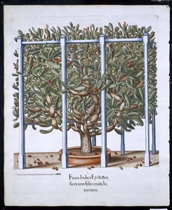 Ficus Indica Eystten, Hortus Eystettensis, kirjoittanut Basil Besler (1561-1629) pub. 1613 (käsinvärinen kaiverrus) tekijältä German School