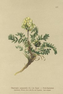 Locoweed (Oxytropis campestris) tekijältä German School