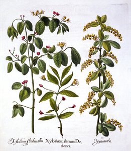 Fly Honeysuckle and Hawthorn, Hortus Eystettensis, kirjoittanut Basil Besler (1561-1629), pub. 1613 (käsinvärinen kaiverrus) tekijältä German School