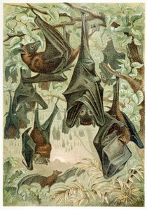 Flying Foxes, Brehms Tierleben, pubi. 1860-luvun värilitografia, 1860. tekijältä German School