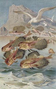 Flying gurnard, levy Brehmin Animal Life: General Knowledge of the Animal Kingdom, osa 8, s. 134, julkaisija Bibliographic Institute, 1892 tekijältä German School