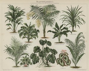 Lehdistökasvit (väri litho) tekijältä German School
