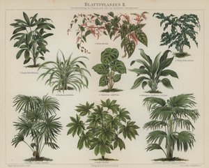 Lehdistökasvit (väri litho) tekijältä German School